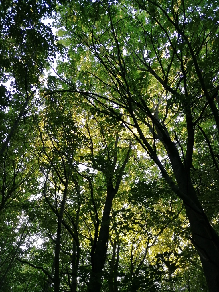 sunlight though forest canopy 